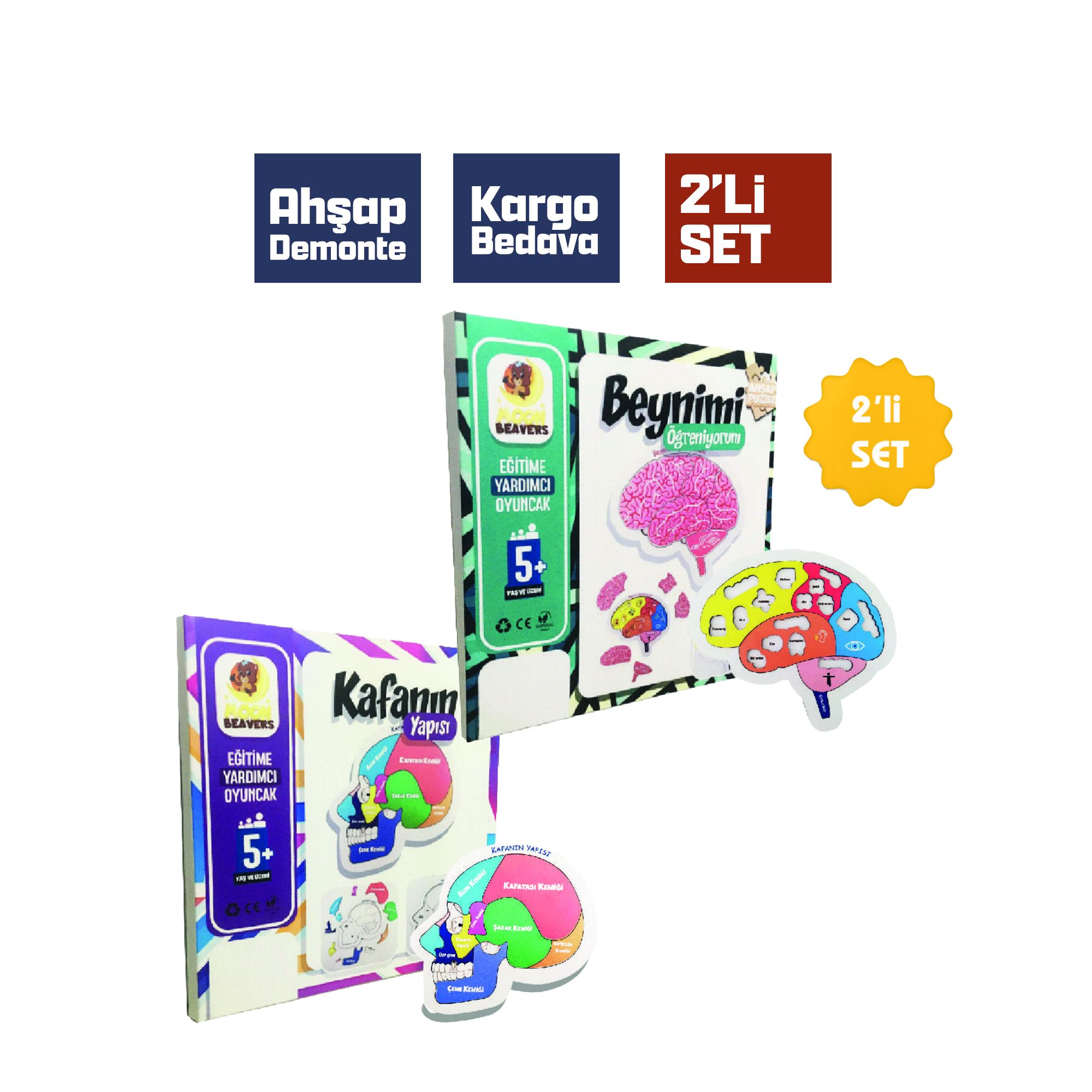 Beyni ve Kafanın Yapısını Öğreten Set