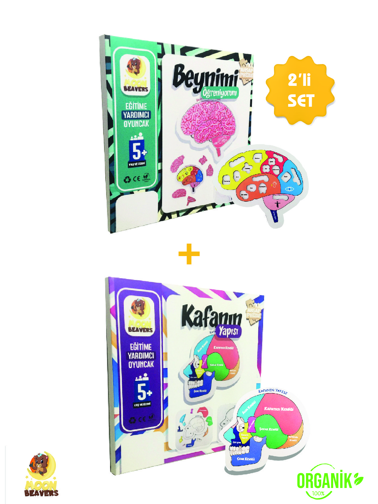 Beyni ve Kafanın Yapısını Öğreten Set