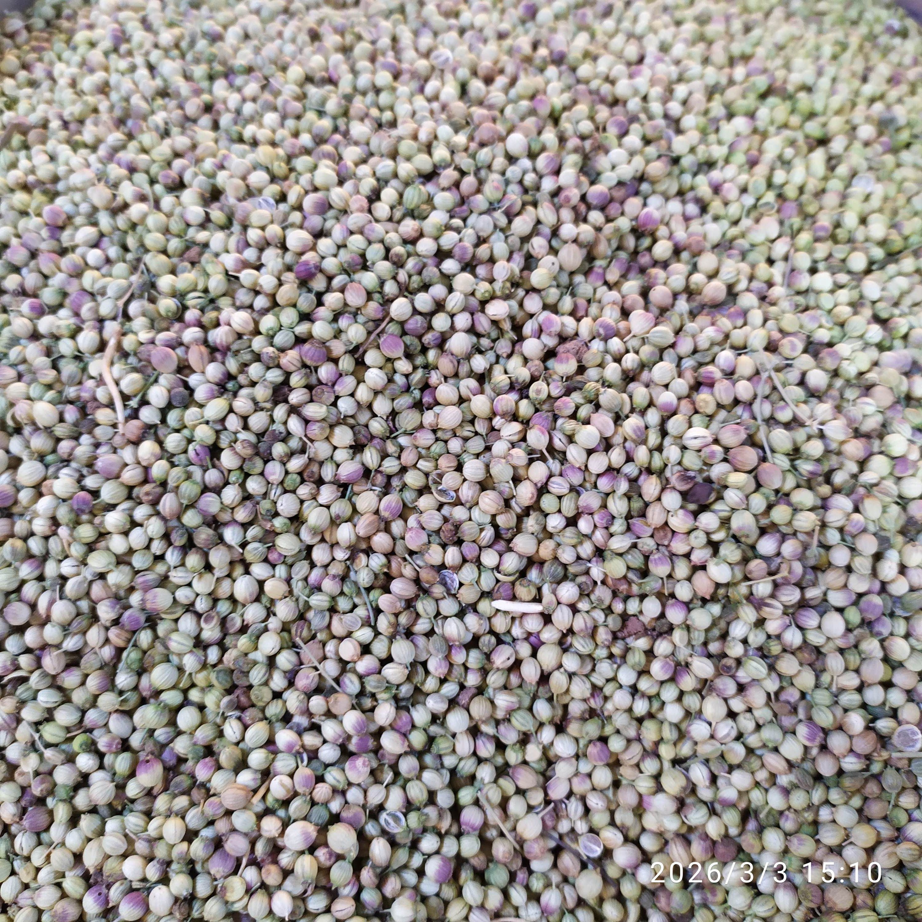 Yerli Kişniş 500 gr