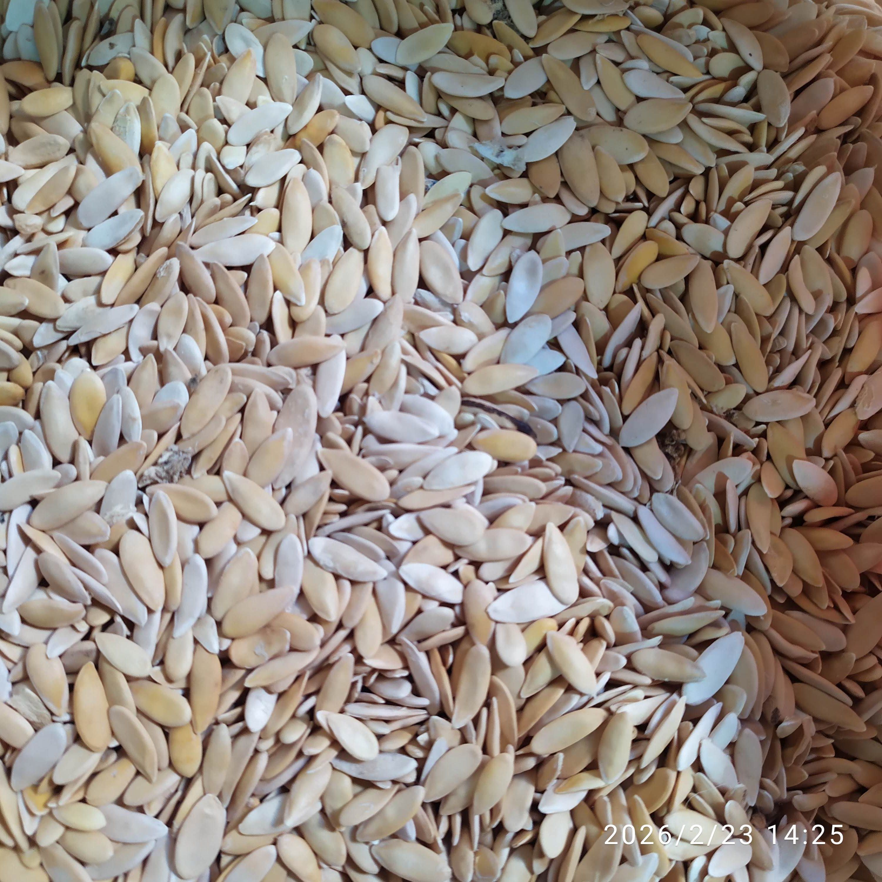 Kavun Çekirdeği 1kg