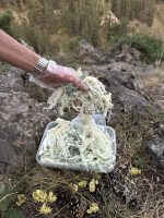 Kars Göğermiş Çeçil Peynir 1 KG