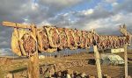 KARS KAZI