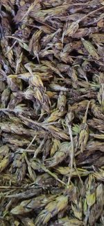 Dağ Kekiği (250gr)
